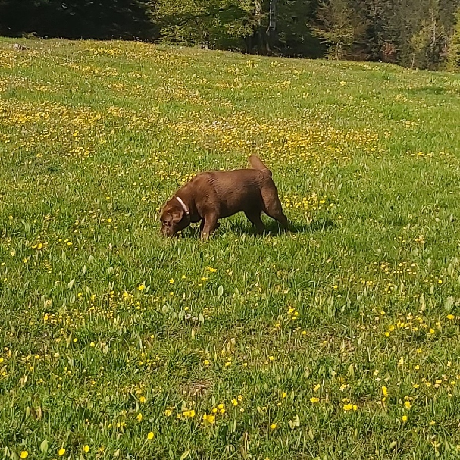 Poids du labrador : la courbe de croissance et l'adulte